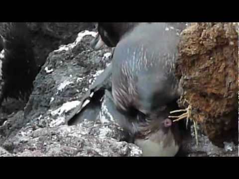 Dee Apartments for Galapagos Penguins.mov
