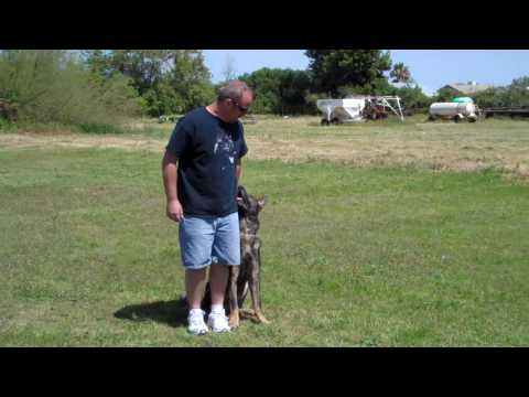 Lestat De Lupus Saevus 1