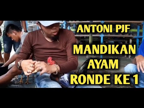 TIPS CARA MEMANDIKAN AYAM..BY : ANTONI PJF SEMOGA BERMANFAAT