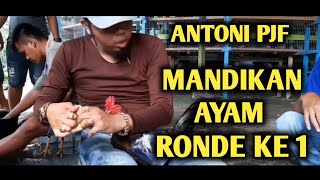 Download lagu TIPS CARA MEMANDIKAN AYAM..BY : ANTONI PJF SEMOGA BERMANFAAT mp3