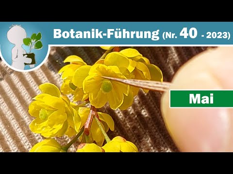 Berberritze kitzeln ☺, Wolliger Schneeball und alte Bekannte - Wildkräuter & Botanik-Wissen im Mai