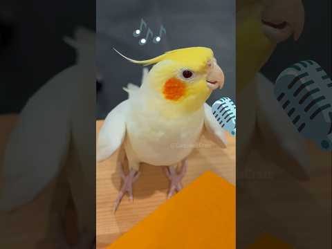 Super cute singing moments! 🎶🦜🥰 #cockatielscraze #birdsinging #cockatiel