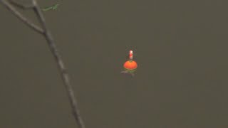 Download lagu MANCING NILA DI RAWA UMPAN UDANG || PELAMPUNG NGETRIK TERUS mp3