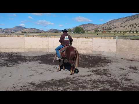 Mizz Jackson - 2016 Filly by Brother Jackson x Missy Dual Master