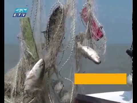 নিষেধাজ্ঞা সত্বেও মা ইলিশ নিধন