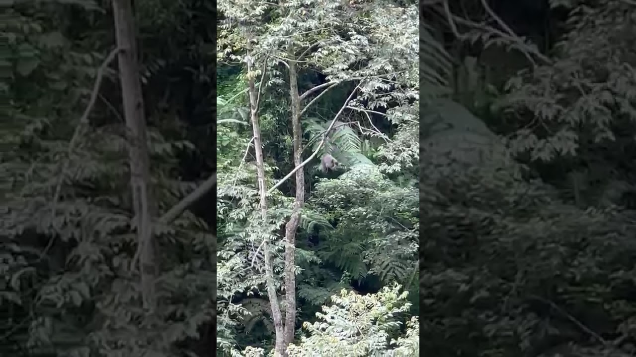Video 6 Thumbnail