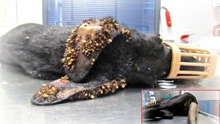 Puppy covered in thousands of ticks and with embeded wire on her tail makes an amazing recovery
