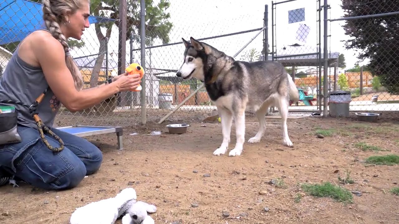 Baba Nana, a Adoptable mixed breed in Encinitas, CA video 3/3