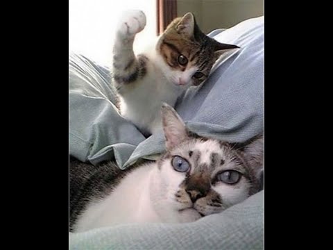Cats Who Slap PART 3! (A Compilation)