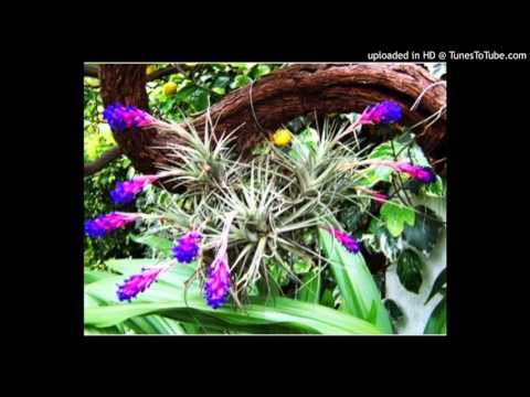 Today's Tango Is... Clavel del Aire - Carlos Gardel 19-09-1930