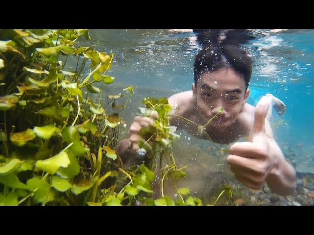 Mencari Tanaman Aquascape Di Alam