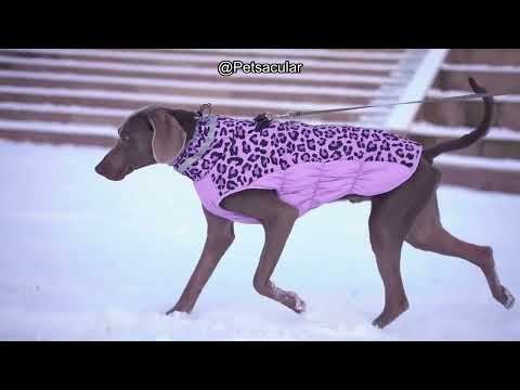 FUAMEY Dog Coat Review: Is This Waterproof, Reflective Cold Weather Coat Worth It?