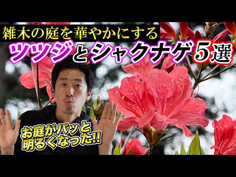 ウィッチニレ 植物