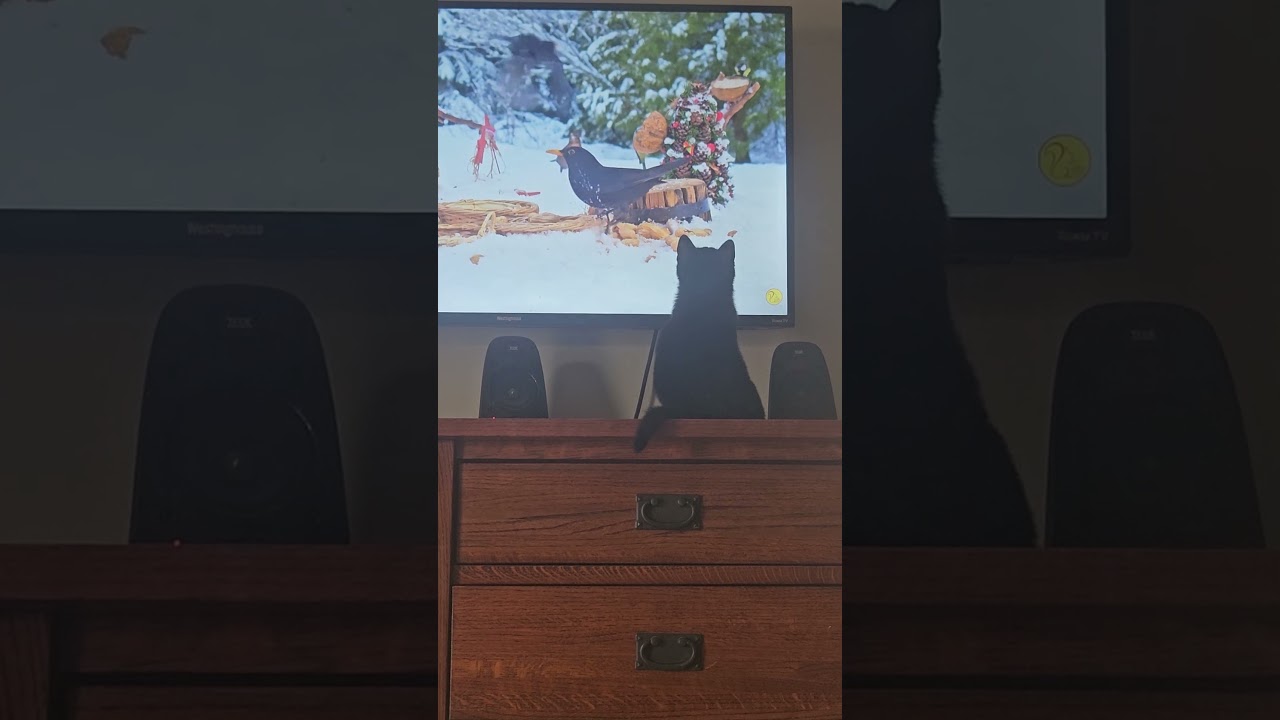 Enlarge Myles, a hold mixed breed in Las Vegas, NV video 6/6