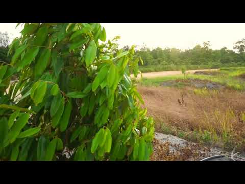 (IUPHKm) kepada Kelompok Tani Hutan (KTH) Mitra Tebalu Betua