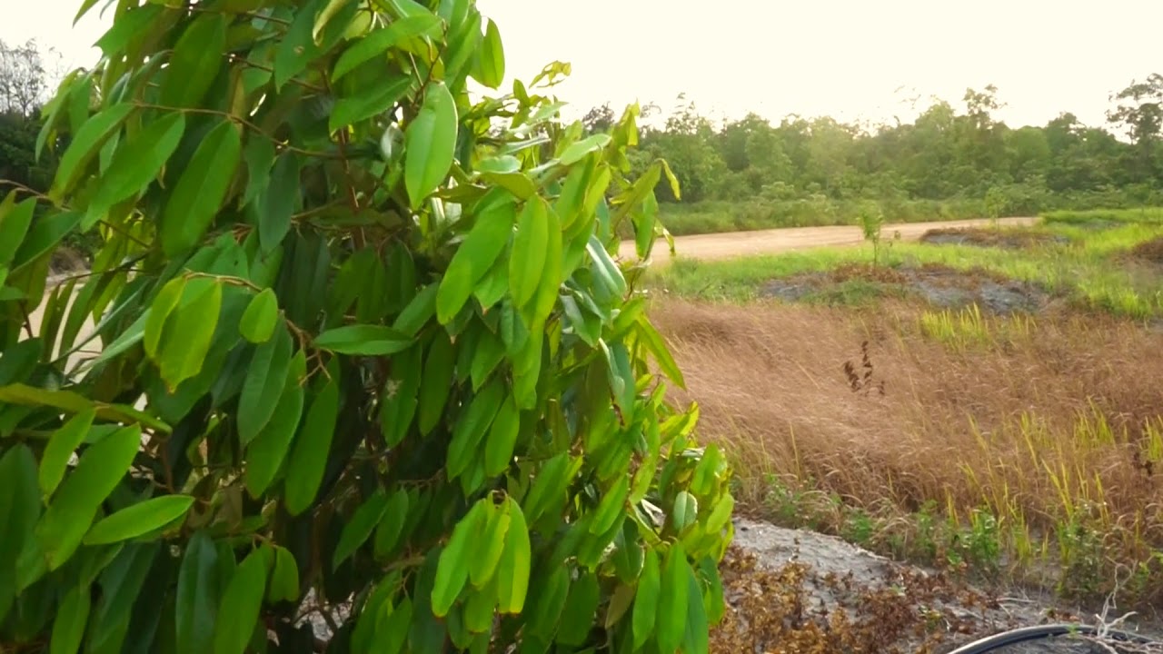 (IUPHKm) kepada Kelompok Tani Hutan (KTH) Mitra Tebalu Betua