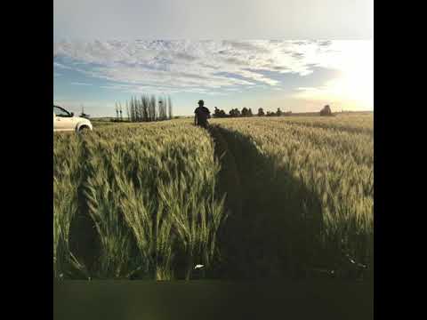 Testimonio Trigo SYN 200 y SYN 211 | Erwin Dalaison