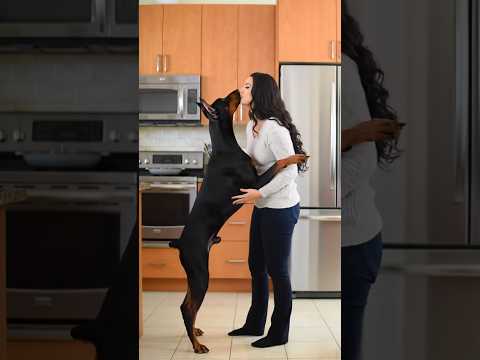 The best couple love Dogs 💝 #Shorts #rottweiler #dogs #148