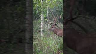 Jetzt geht’s los😯Rotwildbrunft 🦌 wer kennt solch ein Erlebnis ? #jagd #brunft #rotwild #rothirsch