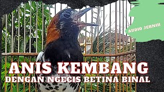 Download lagu PANCINGAN SUARA NGECIS DAN NRAKTAK ANIS KEMBANG GACOR mp3