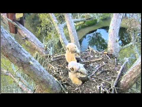 Great Horned Owls ~ Savannah, Georgia ~ 25 Mar. 2015