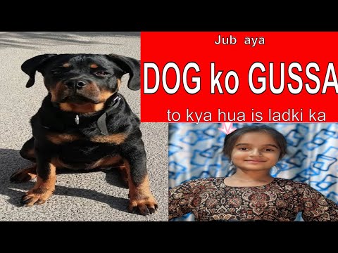 Roxy vs Maysha friendly fight @rooxyruhaanmaysha #roxyruhaanmaysha #dog #dogs #funnyvideo #kids #fun