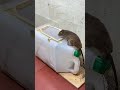 Easy Mouse Trap Best Mousetrap Ideas From Plastic Cans Mouse Rattrap Mousetrap