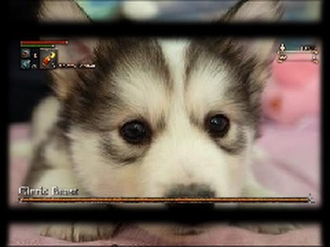 Bloodborne - Cleric Beast Husky - Extended Edition