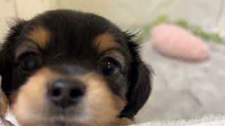 ハーフ犬の動画01