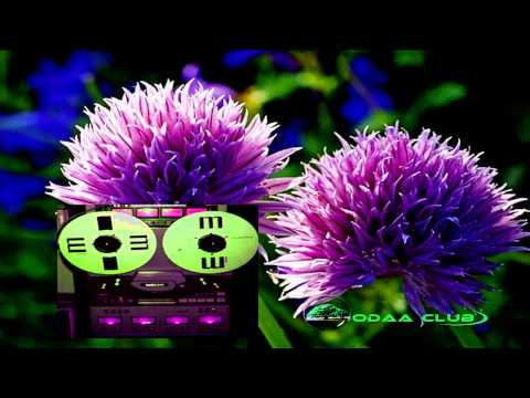 Oromo Music.The  Best Shanntamm Shubbisaa and Ashaa Abdo's Song . 38 years ago ! Audio Music only .