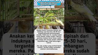 Download lagu Umur Berapa Anakan Kenari Dipisah Dari Induknya #shorts #pancingankenaribiargacor mp3 Download lagu Umur Berapa Anakan Kenari Dipisah Dari Induknya #shorts #pancingankenaribiargacor mp3