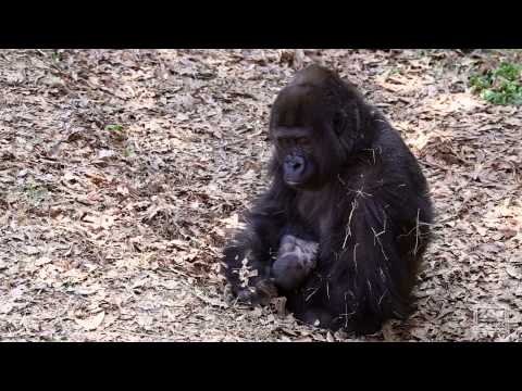 western lowland gorilla physical characteristics western lowland gorilla physical characteristics