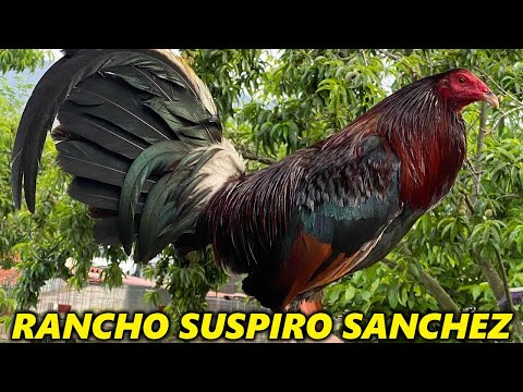 Beautiful Birds Asil Kelso Rancho Suspiro Sánchez