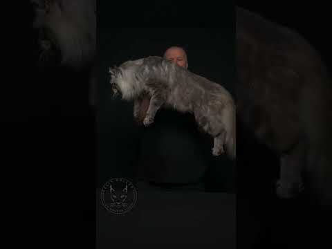 Maine Coon cat transformation.
