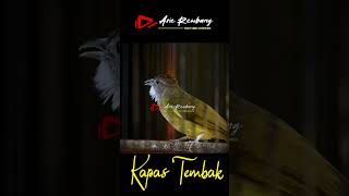 Download lagu kapas tembak gacor  ngebren mp3