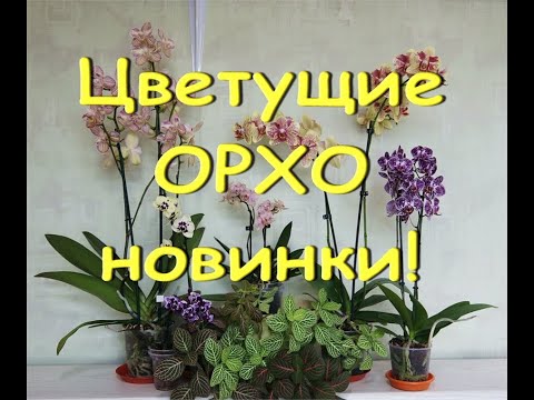 Красивейшее ЦВЕТЕНИЕ орхо-НОВИНОК!Орхидеи.