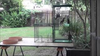 Trapping common myna birds in the backyard
