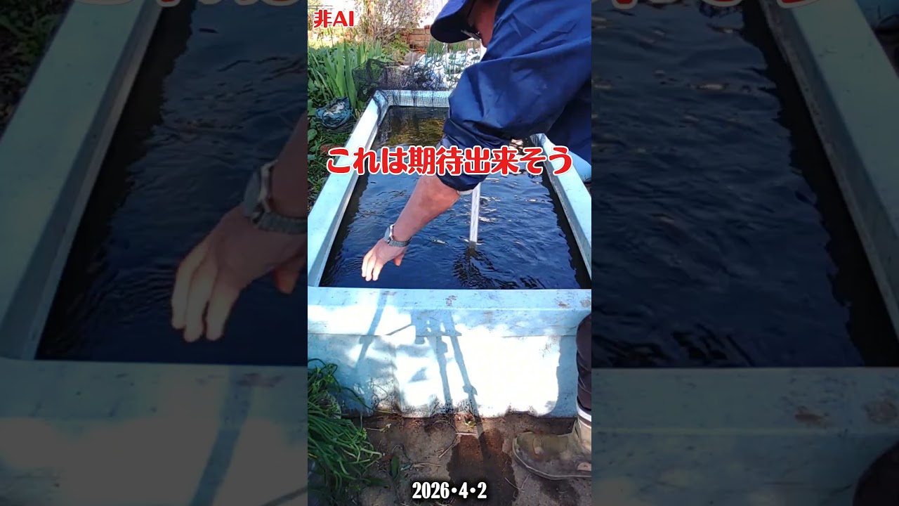 ⑦あの鯉たち全部生き残っているのか？ #渇水 #鯉の救出