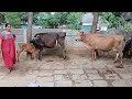 How To Get Milking From Cow How To Milk A Cow How To Milk A Cow By Hand Cow Milk Milk Cow