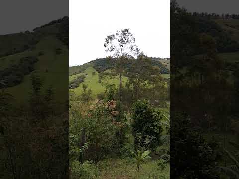 Ortigueira pr