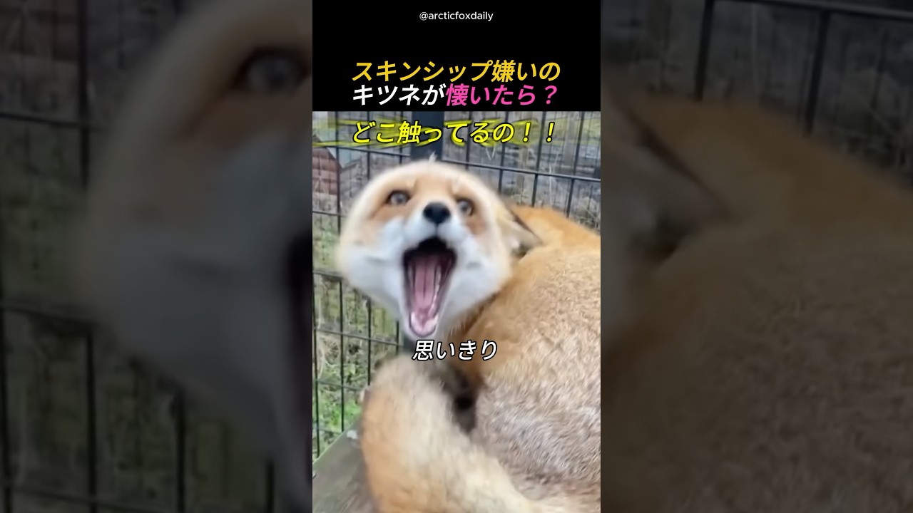 スキンシップ嫌いのキツネが懐いたら？