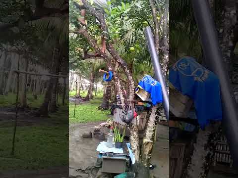 Let's go pick some Pomelo at San Narciso Quezon Province