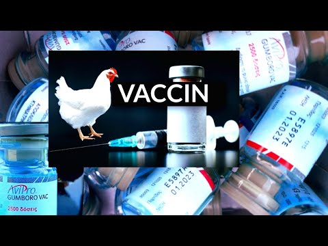 How to Vaccinate Chickens - Gumboro Disease