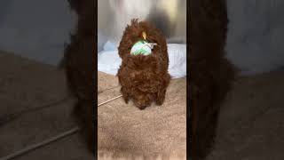 PLEASE DONATE & PRAY FOR TRISTAN HE HAS TAKEN A TURN FOR THE WORST THIS MORNING. PLEASE DONATE & PRAY FOR TRISTAN HE HAS TAKEN A TURN FOR THE WORST THIS MORNING.