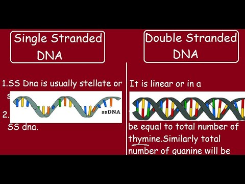 Single Stranded DNA vs Double stranded DNA |Quick differences in 5 min|