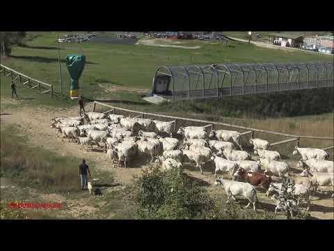 ARRIVA LA TRANSUMANZA E SI ACCAMPA A PRATO NEVOSO. (CN) DOM.  19 - 9 - 2021.