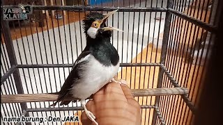 Download lagu Karakter seperti inilah yg bisa di buat OUTDOOR | JALAK SUREN KLATEN | sold out mp3