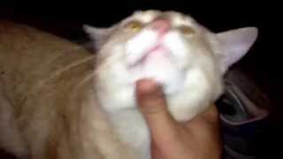 Pagan's Mind - Painted Skies Ringo