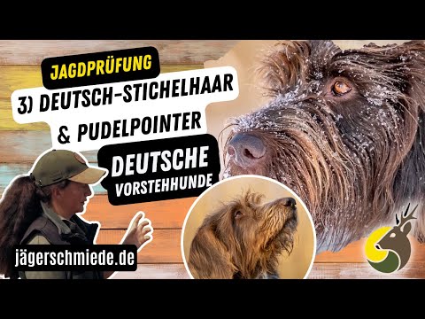 3) Deutsch-Stichelhaar & Pudelpointer (Deutsche Vorstehhunde) - 💡 Wissen für deine Jagdprüfung