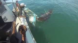 preview picture of video 'Shark Cage Dive Mosselbay'